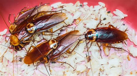 advantages and disadvantages of cockroaches|4 Surprising Benefits of Cockroaches & Why We Still Hate Them.